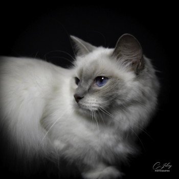 chat Ragdoll blue point mitted S-F Galactica Princesse Trycoline’s