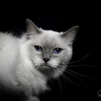 chat Ragdoll blue point mitted S-F Galactica Princesse Trycoline’s