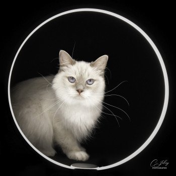 chat Ragdoll blue point mitted S-F Galactica Princesse Trycoline’s