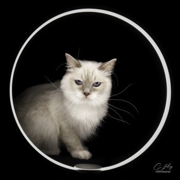 chat Ragdoll blue point mitted S-F Galactica Princesse Trycoline’s