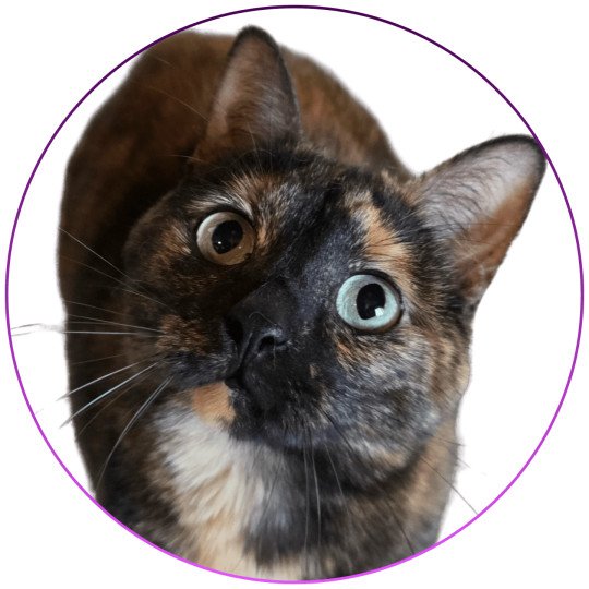 Faith of TrycoFamily’s Femelle Celtic / European Shorthair