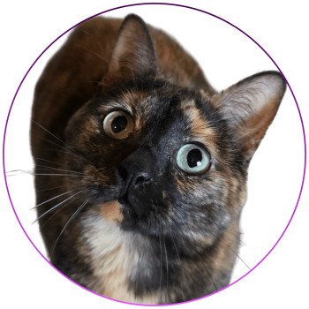 chat Celtic / European Shorthair black tortie Faith of TrycoFamily’s Trycoline’s chat Celtic / European Shorthair black tortie Faith of TrycoFamily’s Trycoline’s