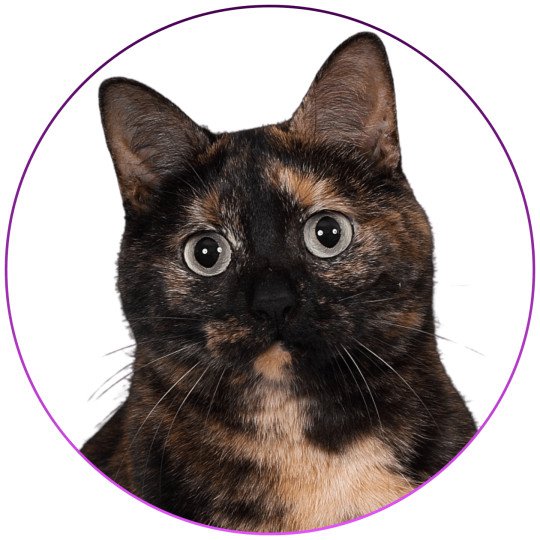 Faith of TrycoFamily’s Femelle Celtic / European Shorthair