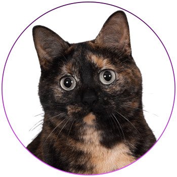 chat Celtic / European Shorthair black tortie Faith of TrycoFamily’s Trycoline’s