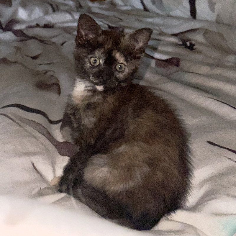 Faith of TrycoFamily’s Femelle Celtic / European Shorthair