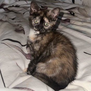 chat Celtic / European Shorthair black tortie Faith of TrycoFamily’s Trycoline’s