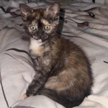 chat Celtic / European Shorthair black tortie Faith of TrycoFamily’s Trycoline’s