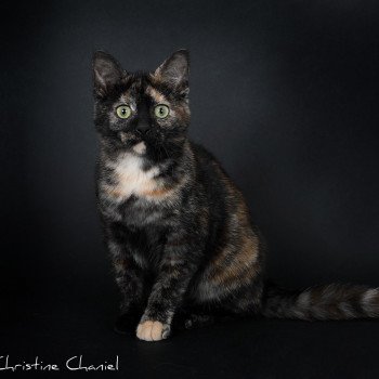 chat Celtic / European Shorthair black tortie Faith of TrycoFamily’s Trycoline’s