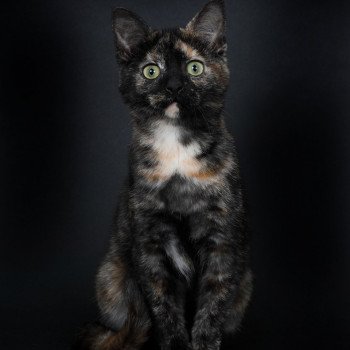 chat Celtic / European Shorthair black tortie Faith of TrycoFamily’s Trycoline’s