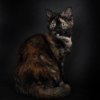 chat Celtic / European Shorthair black tortie Faith of TrycoFamily’s Trycoline’s