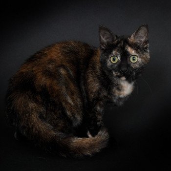 chat Celtic / European Shorthair black tortie Faith of TrycoFamily’s Trycoline’s