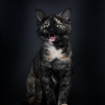 chat Celtic / European Shorthair black tortie Faith of TrycoFamily’s Trycoline’s