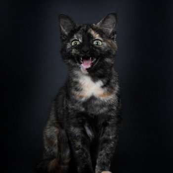 chat Celtic / European Shorthair black tortie Faith of TrycoFamily’s Trycoline’s