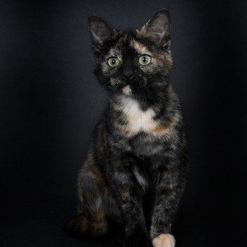 chat Celtic / European Shorthair black tortie Faith of TrycoFamily’s Trycoline’s