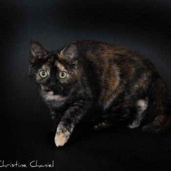 chat Celtic / European Shorthair black tortie Faith of TrycoFamily’s Trycoline’s