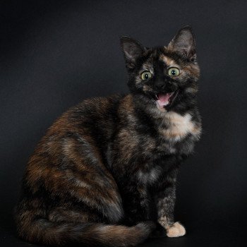 chat Celtic / European Shorthair black tortie Faith of TrycoFamily’s Trycoline’s