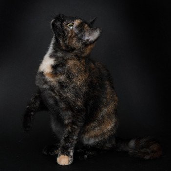 chat Celtic / European Shorthair black tortie Faith of TrycoFamily’s Trycoline’s