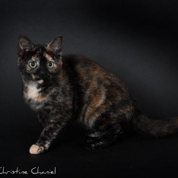 chat Celtic / European Shorthair black tortie Faith of TrycoFamily’s Trycoline’s