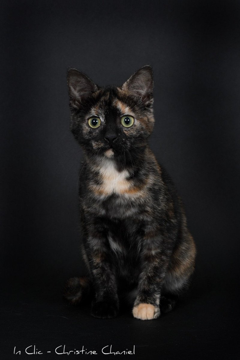 Faith of TrycoFamily’s Femelle Celtic / European Shorthair