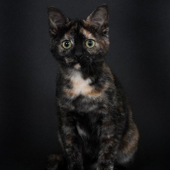 chat Celtic / European Shorthair black tortie Faith of TrycoFamily’s Trycoline’s