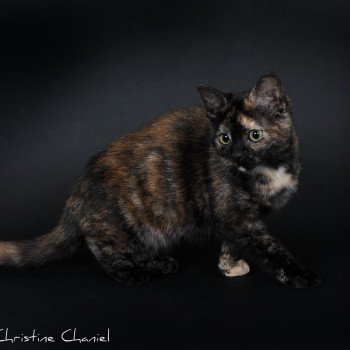 chat Celtic / European Shorthair black tortie Faith of TrycoFamily’s Trycoline’s