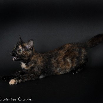 chat Celtic / European Shorthair black tortie Faith of TrycoFamily’s Trycoline’s