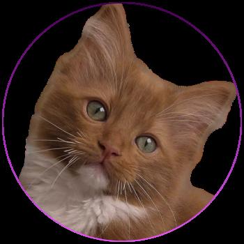 chat Cherubim Nox Trycoline’s