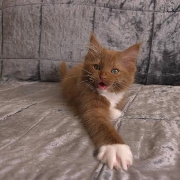 chat Cherubim cinnamon mitted Nox Trycoline’s