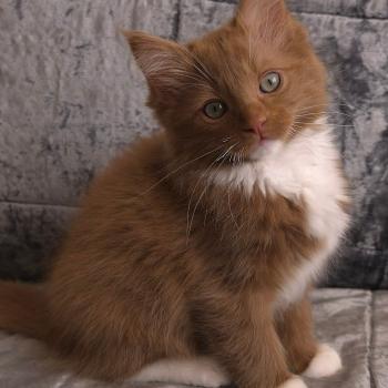 chat Cherubim cinnamon mitted Nox Trycoline’s