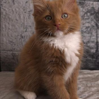 chat Cherubim cinnamon mitted Nox Trycoline’s