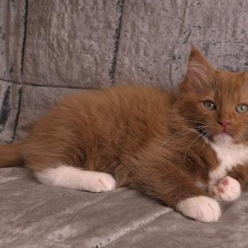 chat Cherubim cinnamon mitted Nox Trycoline’s