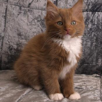 chat Cherubim cinnamon mitted Nox Trycoline’s