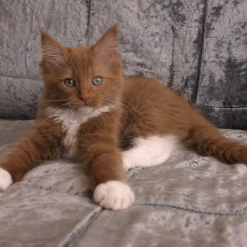 chat Cherubim cinnamon mitted Nox Trycoline’s