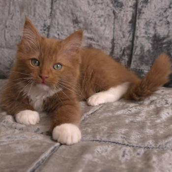 chat Cherubim cinnamon mitted Nox Trycoline’s