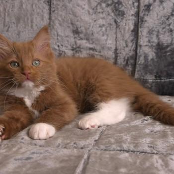 chat Cherubim cinnamon mitted Nox Trycoline’s