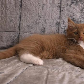 chat Cherubim cinnamon mitted Nox Trycoline’s