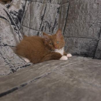 chat Cherubim cinnamon mitted Nox Trycoline’s