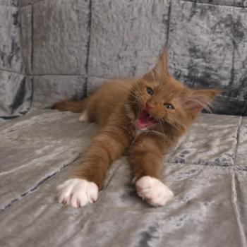 chat Cherubim cinnamon mitted Nox Trycoline’s