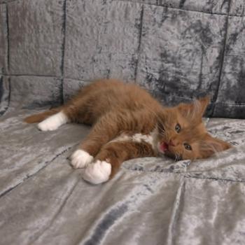 chat Cherubim cinnamon mitted Nox Trycoline’s