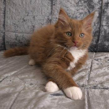 chat Cherubim cinnamon mitted Nox Trycoline’s