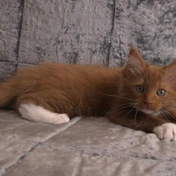 chat Cherubim cinnamon mitted Nox Trycoline’s