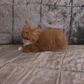 chat Cherubim cinnamon mitted Nox Trycoline’s