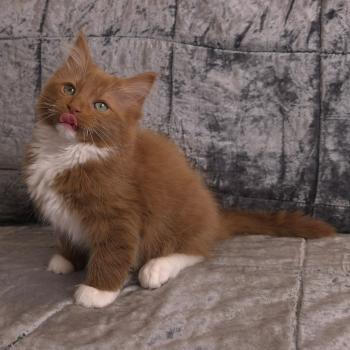 chat Cherubim cinnamon mitted Nox Trycoline’s