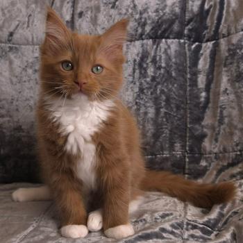 chat Cherubim cinnamon mitted Nox Trycoline’s