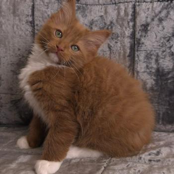 chat Cherubim cinnamon mitted Nox Trycoline’s