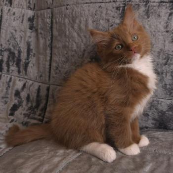 chat Cherubim cinnamon mitted Nox Trycoline’s