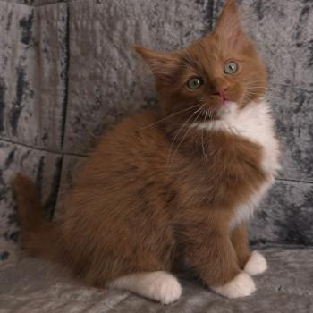 chat Cherubim cinnamon mitted Nox Trycoline’s