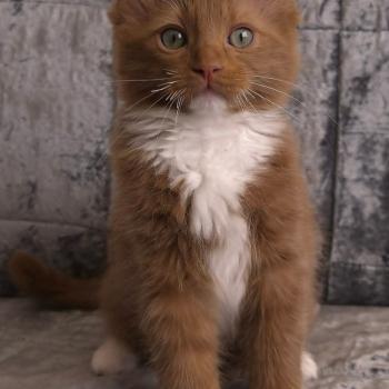 chat Cherubim cinnamon mitted Nox Trycoline’s