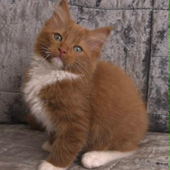 chat Cherubim cinnamon mitted Nox Trycoline’s