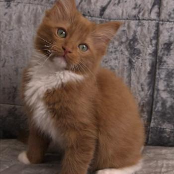 chat Cherubim cinnamon mitted Nox Trycoline’s